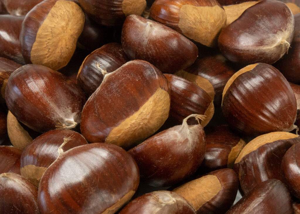 Fresh chestnuts in the shell